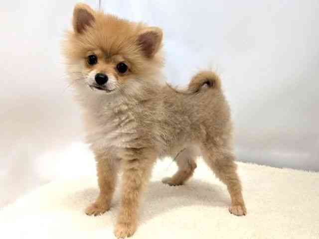 広島県のポメラニアン (ひごペットフレンドリーゆめタウン廿日市店/2025年12月1日生まれ/男の子/オレンジ)の子犬の3枚目の画像