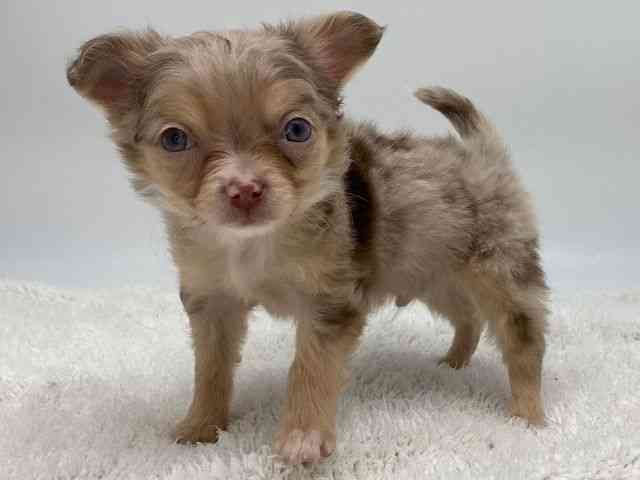 島根県のチワワ(ロング) (ひごペットフレンドリーイオンモール出雲店/2025年12月2日生まれ/男の子/チョコレートマール)の子犬の3枚目の画像