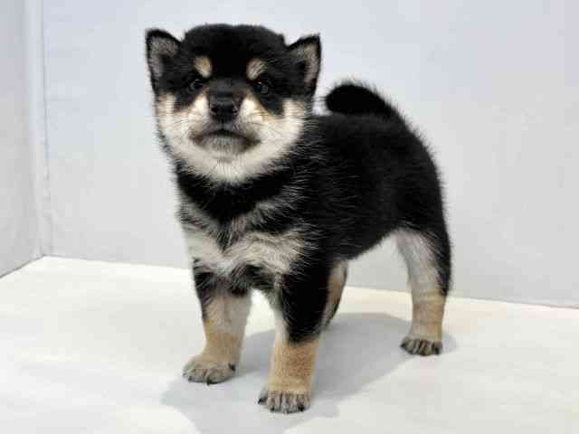 大阪府の柴犬(標準サイズ) (ひごペットフレンドリーセブンパーク天美店/2025年12月1日生まれ/男の子/黒)の子犬の3枚目の画像