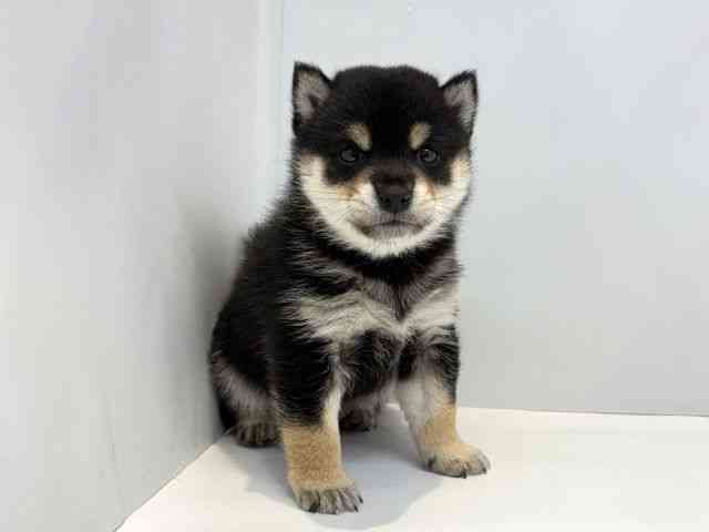 大阪府の柴犬(標準サイズ) (ひごペットフレンドリーセブンパーク天美店/2025年12月1日生まれ/男の子/黒)の子犬の3枚目の画像