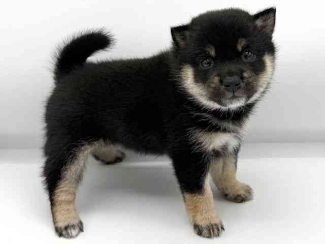 大阪府の柴犬(標準サイズ) (ひごペットフレンドリーららぽーとEXPOCITY店/2025年12月1日生まれ/女の子/黒)の子犬の3枚目の画像