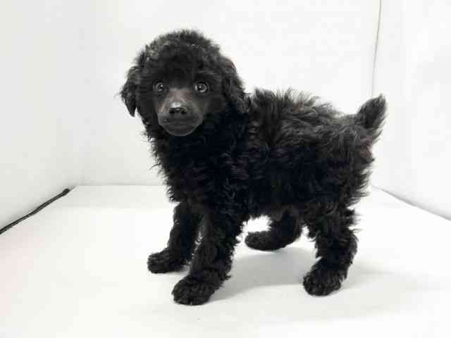 愛媛県のトイプードル(トイ) (ひごペットフレンドリーイオンモール今治新都市店/2025年12月1日生まれ/男の子/ブラック)の子犬の3枚目の画像