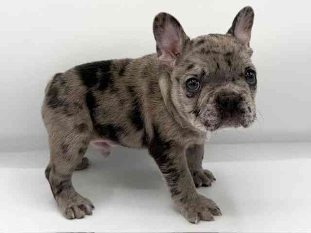 大阪府のフレンチブルドッグ (ひごペットフレンドリーららぽーとEXPOCITY店/2025年12月1日生まれ/男の子/ブルーマール)の子犬の3枚目の画像