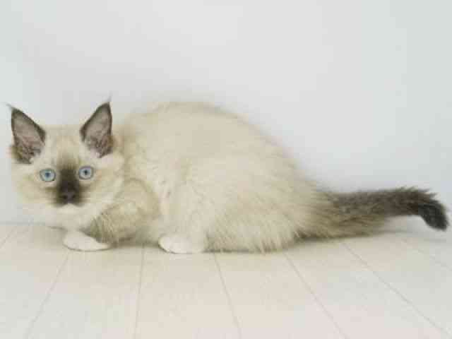 福岡県のラグドール (ひごペットフレンドリーゆめタウン筑紫野店/2025年12月2日生まれ/女の子/シールポイントミテッド)の子猫の3枚目の画像