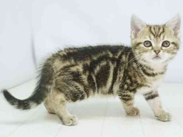 福岡県のアメリカンショートヘアー (ひごペットフレンドリーゆめタウン筑紫野店/2025年11月29日生まれ/女の子/ブラウンタビー)の子猫の3枚目の画像