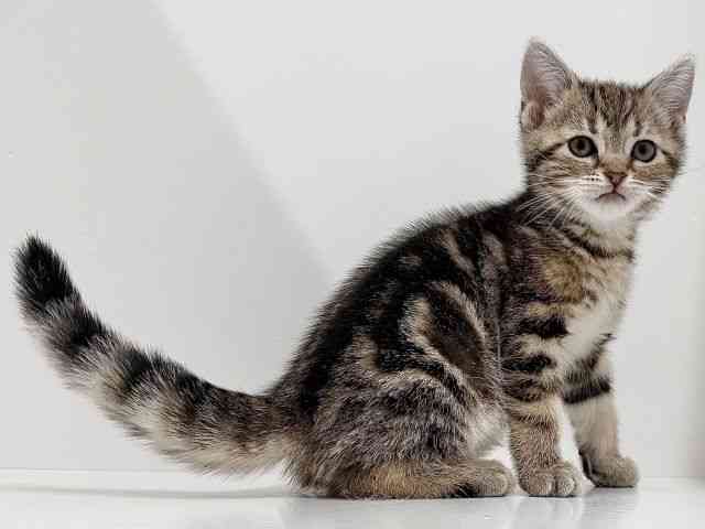 奈良県のアメリカンショートヘアー (ひごペットフレンドリーイオンモール橿原ウエスト・ビレッジ店/2025年11月29日生まれ/女の子/ブラウンタビー)の子猫の3枚目の画像