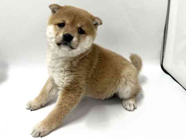 京都府の柴犬(標準サイズ) (ひごペットフレンドリー京都店/2025年12月1日生まれ/女の子/赤)の子犬の3枚目の画像