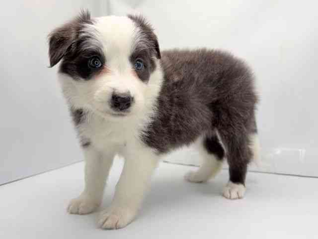 京都府のボーダーコリー (ひごペットフレンドリー洛北阪急スクエア店/2025年12月2日生まれ/女の子/ブルーホワイト)の子犬の3枚目の画像