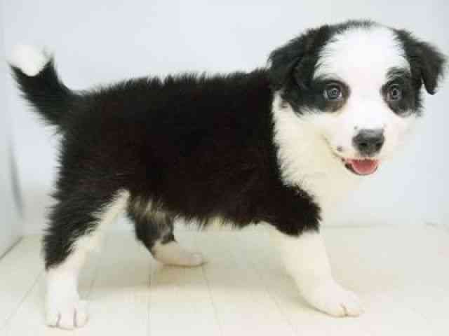 福岡県のボーダーコリー (ひごペットフレンドリーゆめタウン筑紫野店/2025年12月2日生まれ/女の子/ブラックホワイト)の子犬の3枚目の画像