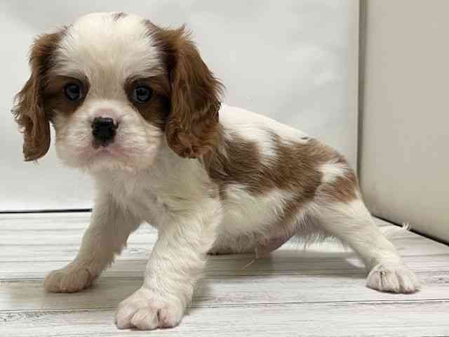 和歌山県のキャバリアキングチャールズスパニエル (ひごペットフレンドリーパームシティ和歌山店/2025年11月30日生まれ/男の子/ブレンハイム)の子犬の3枚目の画像