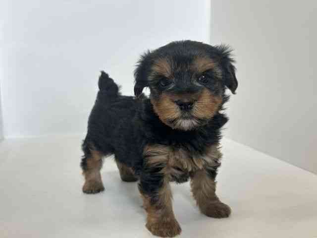 大阪府のヨークシャーテリア (ひごペットフレンドリーアクロスプラザ住之江店/2025年12月1日生まれ/男の子/スチールブルータン)の子犬の3枚目の画像