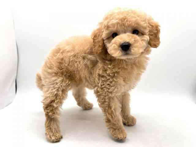 奈良県のトイプードル(トイ) (ひごペットフレンドリー田原本店/2025年12月1日生まれ/男の子/クリーム)の子犬の3枚目の画像