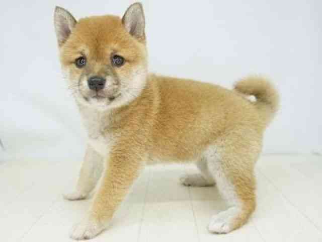 福岡県の柴犬(標準サイズ) (ひごペットフレンドリーゆめタウン筑紫野店/2025年11月23日生まれ/女の子/赤)の子犬の3枚目の画像