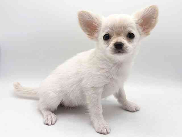 奈良県のチワワ(ロング) (ひごペットフレンドリー田原本店/2025年12月1日生まれ/男の子/クリームホワイト)の子犬の3枚目の画像