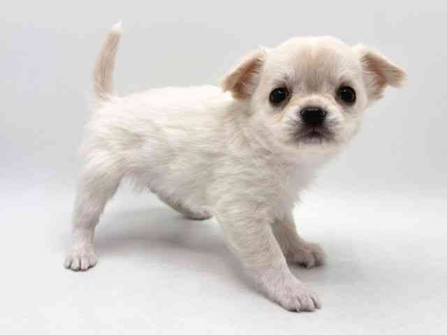 奈良県のチワワ(ロング) (ひごペットフレンドリー田原本店/2025年12月1日生まれ/男の子/クリームホワイト)の子犬の3枚目の画像