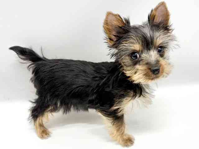 大阪府のヨークシャーテリア (ひごペットフレンドリーイオンタウン豊中庄内店/2025年12月1日生まれ/男の子/スチールブルータン)の子犬の3枚目の画像