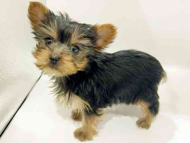 大阪府のヨークシャーテリア (ひごペットフレンドリーイオンタウン豊中庄内店/2025年12月1日生まれ/男の子/スチールブルータン)の子犬の3枚目の画像