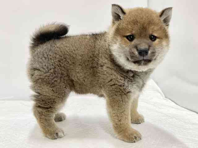 高知県の柴犬(標準サイズ) (ひごペットフレンドリーイオンモール高知店/2025年12月1日生まれ/女の子/赤)の子犬の3枚目の画像