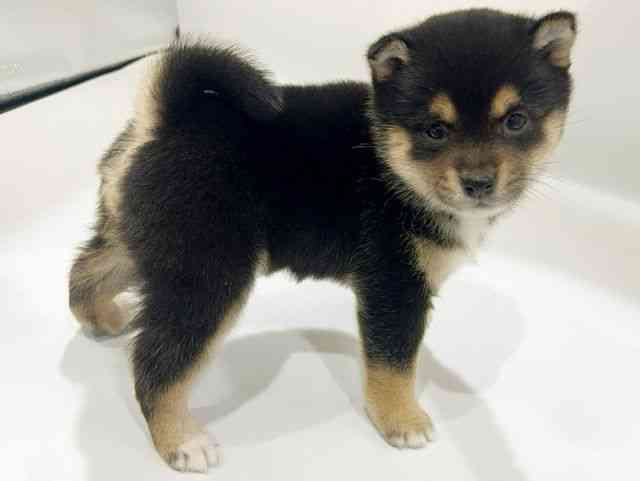 大阪府の柴犬(標準サイズ) (ひごペットフレンドリーイオンタウン豊中庄内店/2025年12月1日生まれ/女の子/黒)の子犬の3枚目の画像