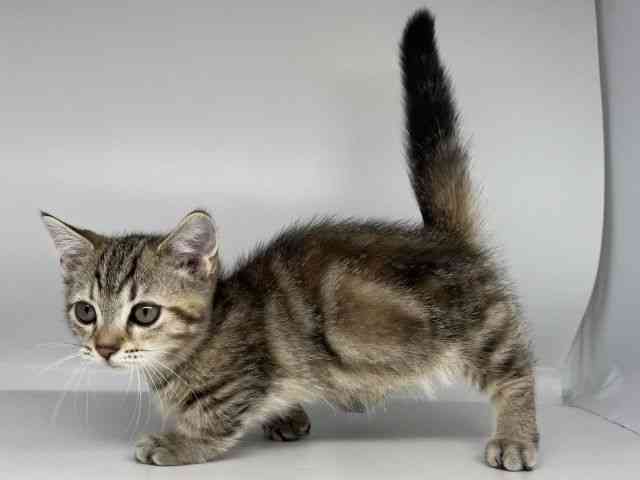 徳島県のマンチカン (ひごペットフレンドリーゆめタウン徳島店/2025年11月30日生まれ/女の子/ブラウンタビー)の子猫の3枚目の画像