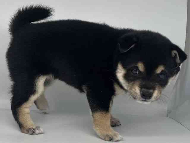 徳島県の柴犬(標準サイズ) (ひごペットフレンドリーゆめタウン徳島店/2025年12月1日生まれ/女の子/黒)の子犬の3枚目の画像