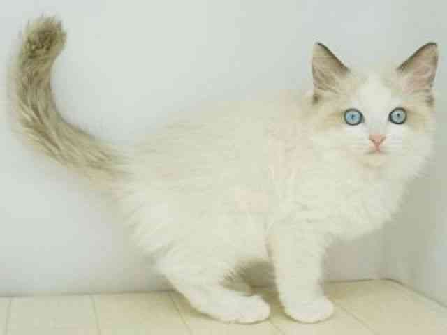 福岡県のラグドール (ひごペットフレンドリーゆめタウン筑紫野店/2025年11月30日生まれ/女の子/シールポイントバイカラー)の子猫の3枚目の画像