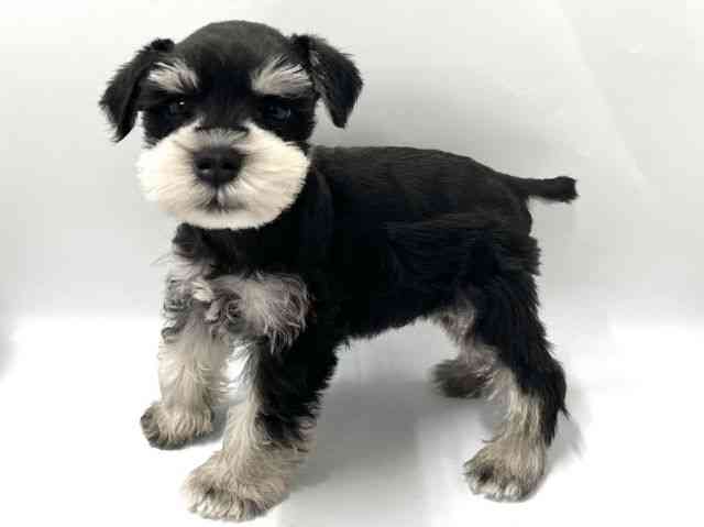 京都府のミニチュアシュナウザー (ひごペットフレンドリー京都店/2025年11月29日生まれ/男の子/ブラックシルバー)の子犬の3枚目の画像