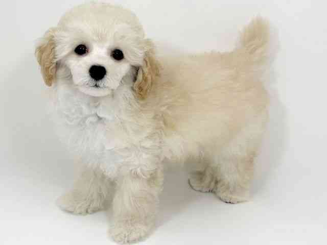 京都府のトイプードル(トイ) (ひごペットフレンドリーイズミヤショッピングセンター八幡店/2025年12月1日生まれ/女の子/クリーム)の子犬の3枚目の画像