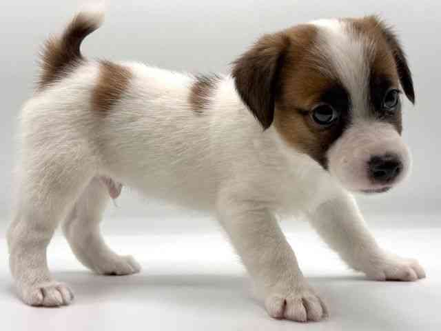 愛知県のジャックラッセルテリア (ひごペットフレンドリープライムツリー赤池店/2025年11月30日生まれ/男の子/タンホワイト)の子犬の3枚目の画像