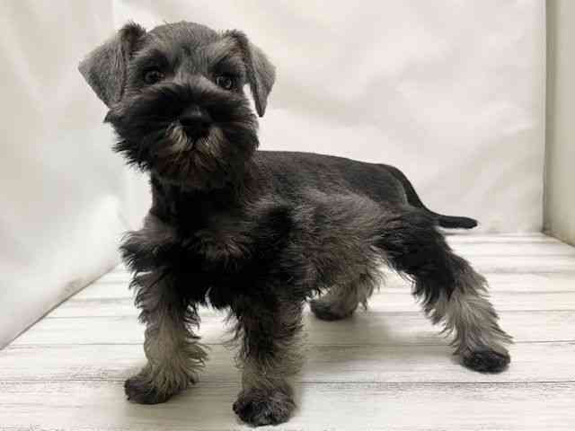 和歌山県のミニチュアシュナウザー (ひごペットフレンドリーパームシティ和歌山店/2025年12月1日生まれ/女の子/ソルトペッパー)の子犬の3枚目の画像