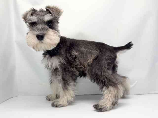 京都府のミニチュアシュナウザー (ひごペットフレンドリー洛北阪急スクエア店/2025年11月29日生まれ/男の子/ソルトペッパー)の子犬の3枚目の画像