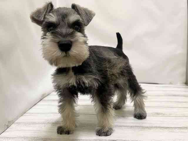 和歌山県のミニチュアシュナウザー (ひごペットフレンドリーパームシティ和歌山店/2025年11月29日生まれ/男の子/ソルトペッパー)の子犬の3枚目の画像