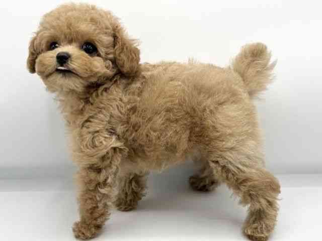 大阪府のトイプードル(トイ) (ひごペットフレンドリーららぽーとEXPOCITY店/2025年11月28日生まれ/女の子/アプリコット)の子犬の3枚目の画像