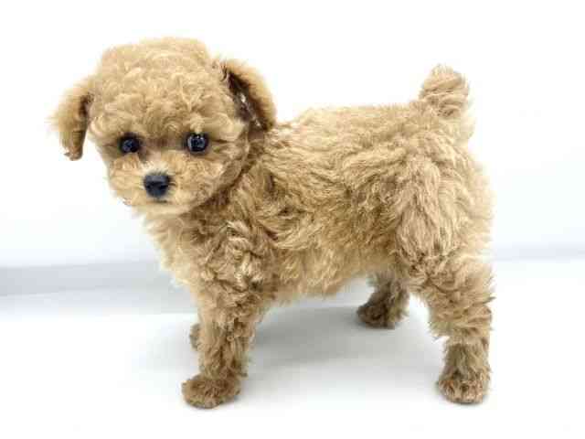 大阪府のトイプードル(トイ) (ひごペットフレンドリーららぽーとEXPOCITY店/2025年11月28日生まれ/女の子/アプリコット)の子犬の3枚目の画像