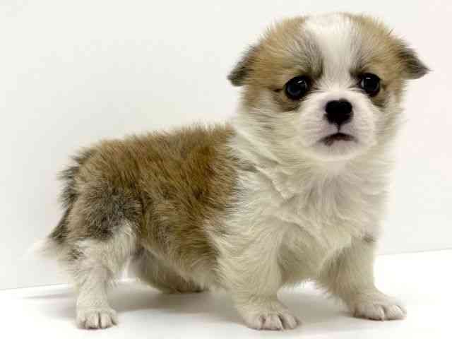 大阪府のハーフ犬・ミックス犬 (ひごペットフレンドリーくずはモール店/2025年12月1日生まれ/男の子/レッドホワイト)の子犬の3枚目の画像