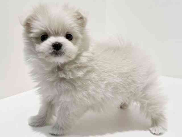 大阪府のポメマル/マルポメ(ポメラニアン×マルチーズ) (ひごペットフレンドリーイオン高槻店/2025年11月30日生まれ/女の子/クリーム)の子犬の3枚目の画像