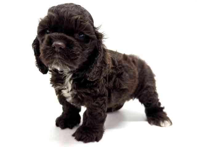 大阪府のアメリカンコッカースパニエル (ひごペットフレンドリーくずはモール店/2025年12月2日生まれ/男の子/チョコレートホワイト)の子犬の3枚目の画像