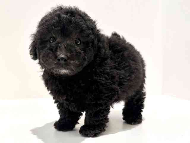 大阪府のトイプードル(トイ) (ひごペットフレンドリーイオン高槻店/2025年12月2日生まれ/男の子/シルバー)の子犬の3枚目の画像