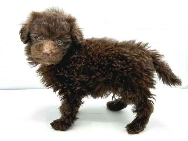 大阪府のトイプードル(トイ) (ひごペットフレンドリーイトーヨーカドー津久野店/2025年12月2日生まれ/男の子/ブラウン)の子犬の3枚目の画像