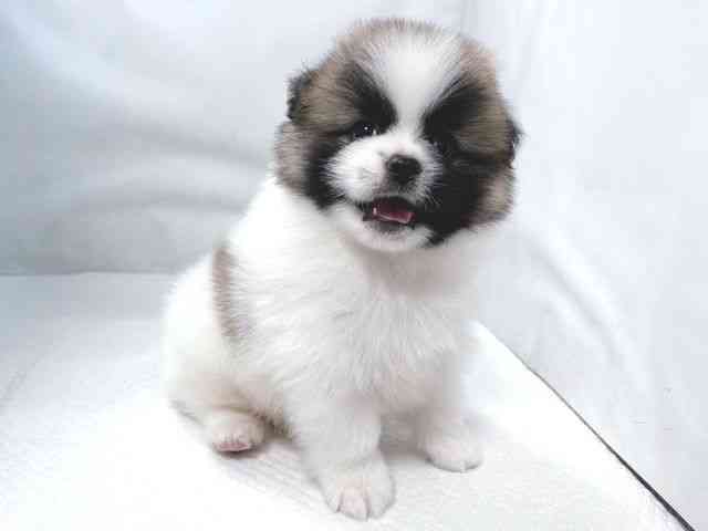 大阪府のペキポメ/ポメペキ(ペキニーズ×ポメラニアン) (ひごペットフレンドリー堺プラットプラット店/2025年12月1日生まれ/男の子/パーティーカラー)の子犬の3枚目の画像