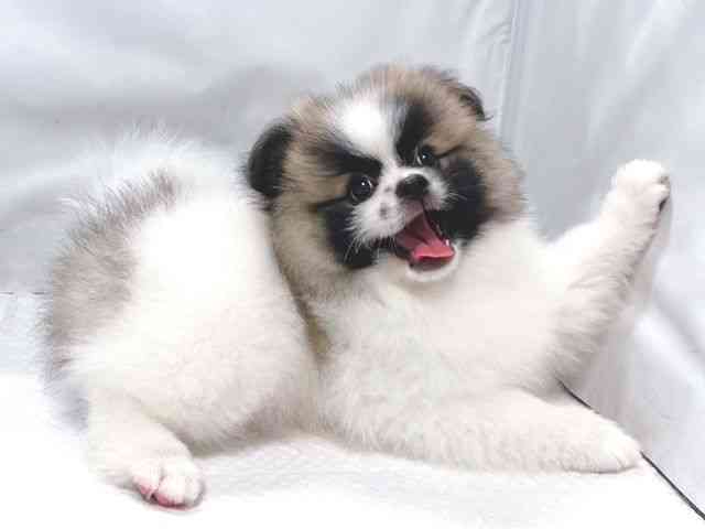 大阪府のペキポメ/ポメペキ(ペキニーズ×ポメラニアン) (ひごペットフレンドリー堺プラットプラット店/2025年12月1日生まれ/男の子/パーティーカラー)の子犬の3枚目の画像