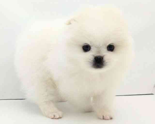 兵庫県のペキポメ/ポメペキ(ペキニーズ×ポメラニアン) (ひごペットフレンドリークラウンパーク伊丹店/2025年12月1日生まれ/女の子/ホワイト)の子犬の3枚目の画像