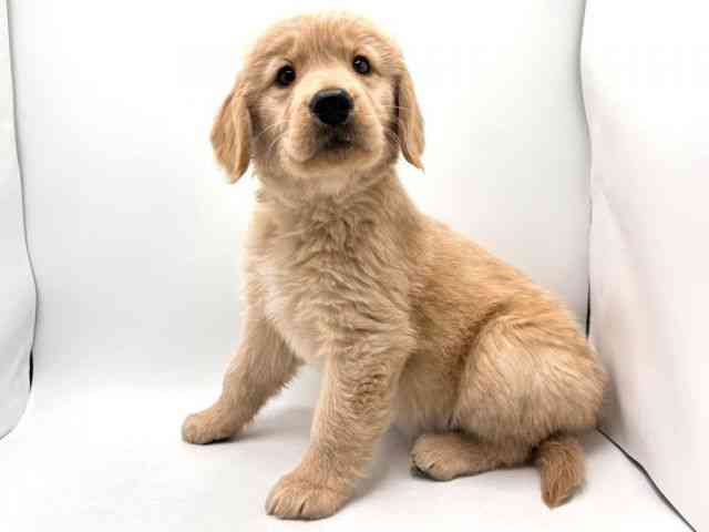 奈良県のゴールデンレトリバー (ひごペットフレンドリー田原本店/2025年12月2日生まれ/女の子/ゴールデン)の子犬の3枚目の画像