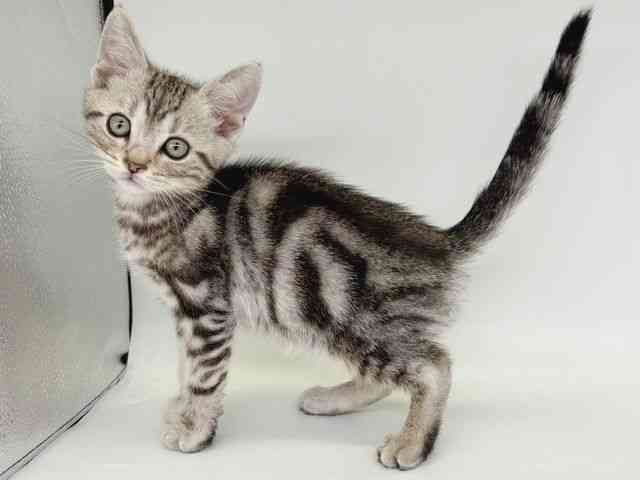 大阪府のアメリカンショートヘアー (ひごペットフレンドリー瓜破店/2025年12月1日生まれ/男の子/シルバータビー)の子猫の3枚目の画像