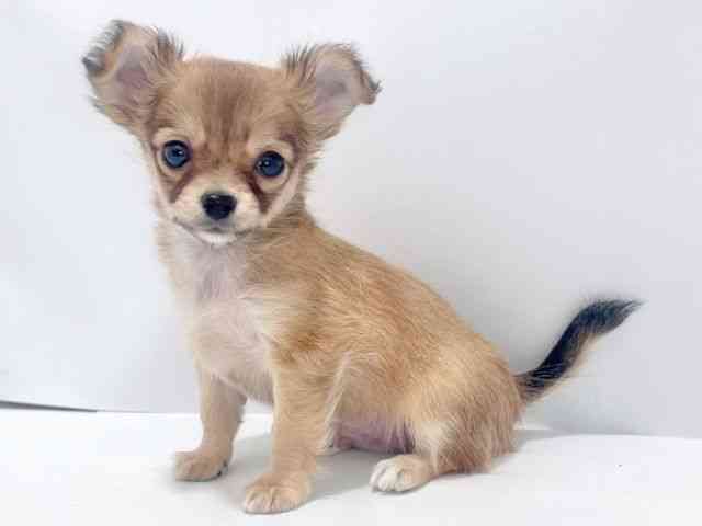 大阪府のチワワ(ロング) (ひごペットフレンドリーイズミヤショッピングセンター千里丘店/2025年12月1日生まれ/男の子/フォーン)の子犬の3枚目の画像