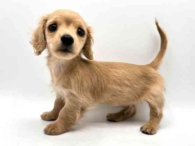 奈良県のミニチュアダックスフンド(ロング) (ひごペットフレンドリー田原本店/2025年11月28日生まれ/男の子/イエロー)の子犬の3枚目の画像