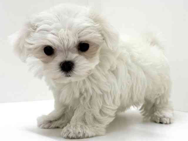 大阪府のマルチーズ (ひごペットフレンドリーくずはモール店/2025年12月2日生まれ/女の子/ホワイト)の子犬の3枚目の画像