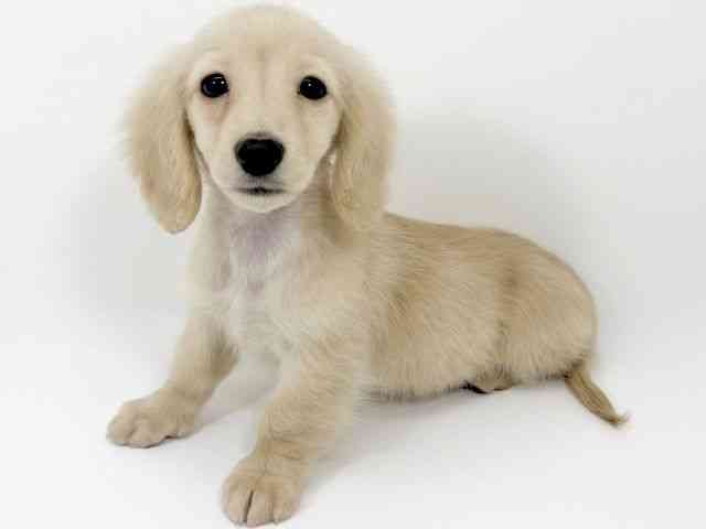 京都府のミニチュアダックスフンド(ロング) (ひごペットフレンドリーイズミヤショッピングセンター八幡店/2025年12月1日生まれ/男の子/イエロー)の子犬の3枚目の画像