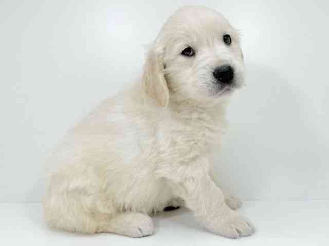 京都府のゴールデンレトリバー (ひごペットフレンドリーイズミヤショッピングセンター八幡店/2025年12月3日生まれ/男の子/クリーム)の子犬の3枚目の画像