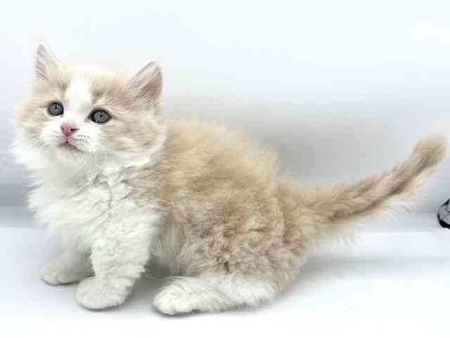 大阪府のミヌエット (ひごペットフレンドリーららぽーとEXPOCITY店/2025年12月3日生まれ/女の子/クリームタビーホワイト)の子猫の3枚目の画像